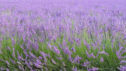 Fototapeta na wymiar Lavender field in Provence, colorful background in spring 