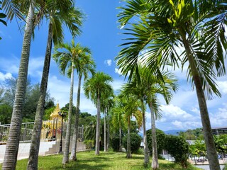 Manila palm or christmas palm tree in the garden.