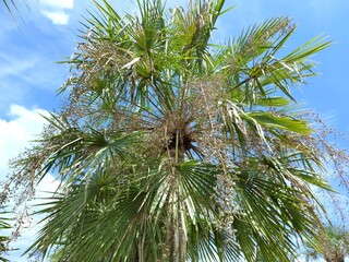 Date palm Scientific name Phoenix sylvestris. The tip is tapering. The base of the leaf is wedge shaped, the leaf is thick, hard, grayish green, pointed around the axis. The base of the leaf is yellow