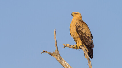 Perched Tawny Eagle in the Kalahari