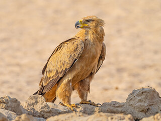 Tawny Eagle in the Kalahari