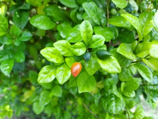 Murraya paniculata or Orange jessamine red fruits, outdoor tropical plants.