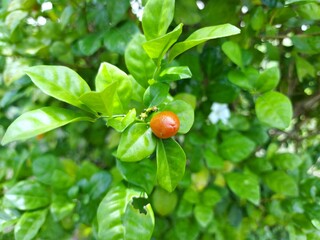 Murraya paniculata or Orange jessamine red fruits, outdoor tropical plants.
