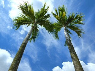 Manila palm or christmas palm tree in the garden.