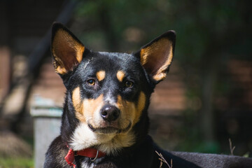 Portrait of a black and brown puppy looking at the camera with a red collar on his neck