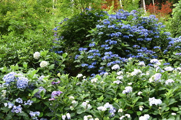 日本の岡山県備前市の美しい紫陽花