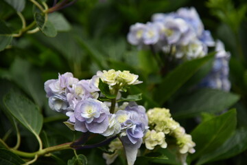 日本の岡山県備前市の美しい紫陽花