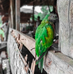 blue and yellow macaw
