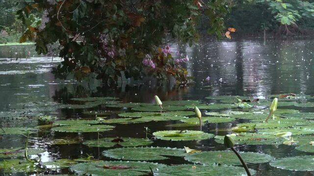 Raindrops are falling on buds of Nymphaea , aquatic plants, commonly known as water lilies. Indian monsoon footage. Shot at Howrah, West Bengal, India.