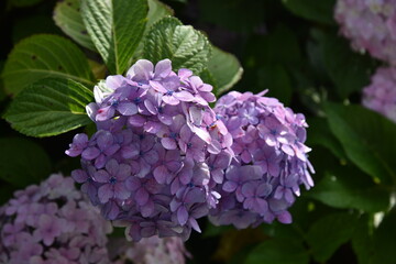日本の岡山県備前市の美しい紫陽花