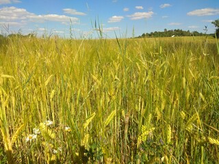 View on the field of wheat, Czech Republic
