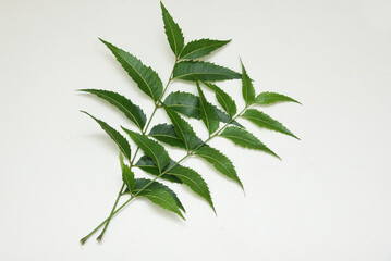 Neem leaves used as ayurvedic  medicine with ground paste over white background Kerala, India. Used...