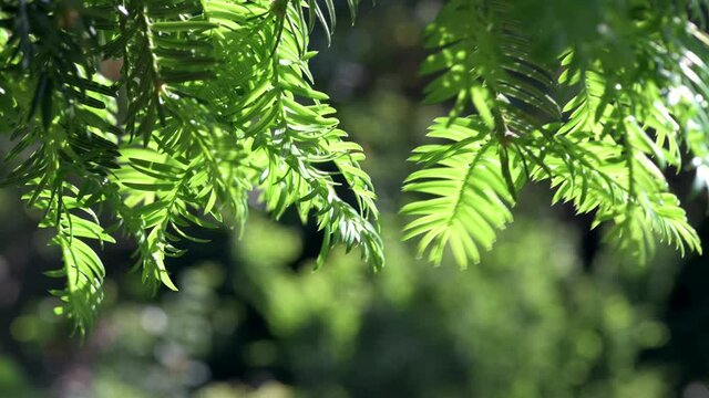 a forest full of coniferous trees