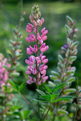pink Lupin flower on a natural green background