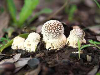 Tokyo,Japan-July 5, 2020: Four small Amanita pantherina just appeared at the surface of the ground
