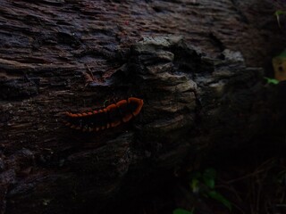 A red and black Trilobite Beetle