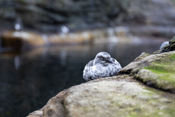 A close view of a Juvenile Pigeon Guillemot (Cepphus columba), looking toward the right, resting on a rock with out of focus background
