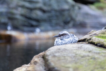 A  view of a Juvenile Pigeon Guillemot (Cepphus columba), looking to the left, resting on a rock with out of focus background
