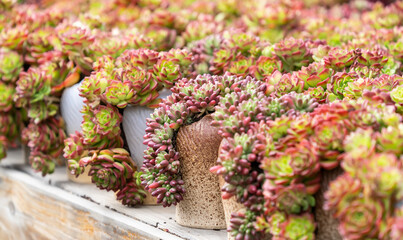 Miniature succulent plants (succulent cactus) at the garden