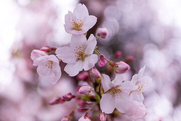 ソメイヨシノ開花