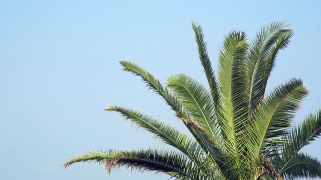 The palm tree is swaying in the wind