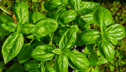 Thickets of green basil in the garden