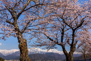 大町市から桜と北アルプス