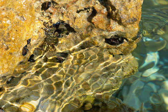 Pachygrapsus marmoratus common known as marbled rock crab amalgamate with rock. Sea crab mimicry