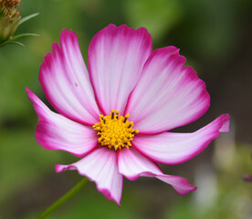 Obraz premium Cosmos