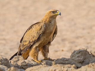 Tawny Eagle in the Kalahari