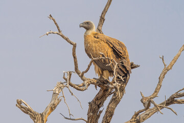 White-Backed Vulture on Tree
