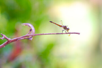 The insect closeup of a gold tail dragonfly perched on the dry twig