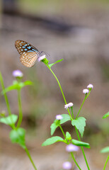 The insect wildlife closeup of a light blue detail wings butterfly