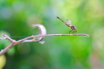 The insect closeup of a gold tail dragonfly perched on the dry twig