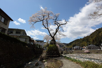 河畔の桜