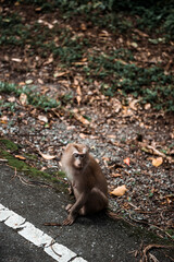 Wild Monkey sit on highway in the Jungle