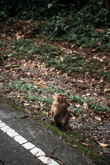 Wild Monkey sit on highway in the Jungle