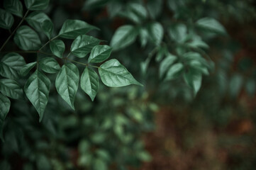 Beautiful green leavesin the warm morning is ideal for relaxing.