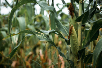 A selective focus picture of corn cob in organic corn field.