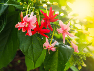 Many red and pale pink Quisqualis Indica Linn flowers are blooming beautifully in the morning.