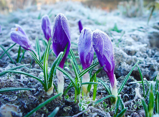 Krokus fioletowy wczesną wiosną © Izabela