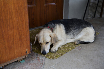 The domestic dog is lying and waiting for his master in front of the door