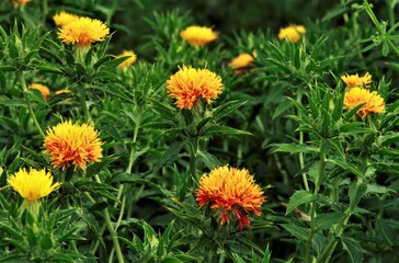 あかくなった紅花