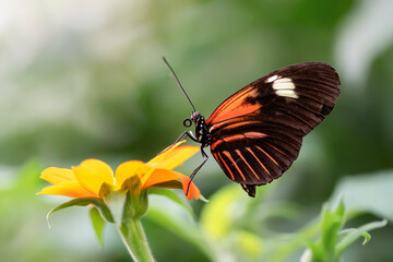 Obraz na płótnie Canvas Beautiful Postman butterfly (Heliconius melpomene) on a orange flower. Tropical butterfly.