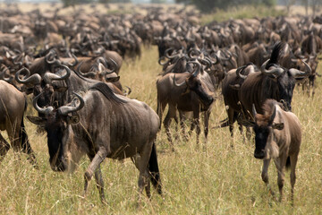 A herd of wildebeest, also called the gnu, is an antelope seen here in Serengeti national park, Tanzania.