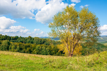 trees in yellow foliage on the hill. beautiful countryside scenery in autumn. sunny day in mountains. blue sky with fluffy clouds