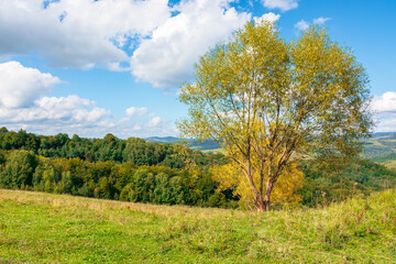 Fototapeta na wymiar trees in yellow foliage on the hill. beautiful countryside scenery in autumn. sunny day in mountains. blue sky with fluffy clouds