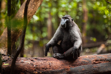 Endangered macaca nigra sits in zen meditation position