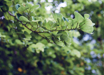 Fototapeta na wymiar Chongkho or Purple orchid tree in the garden green leaves background