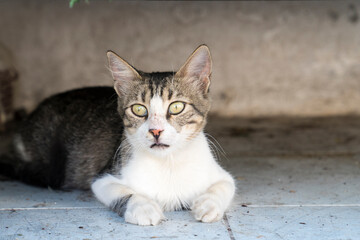 Naklejka na ściany i meble Little stray cat lying on the sidewalk